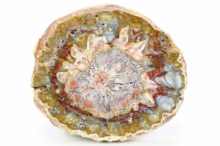 Colorful & Unusual Petrified Wood Round From Madagascar #258724